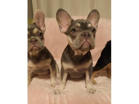 Aşılı ısabella ve fluffy taşıyıcı french bulldog kızlar