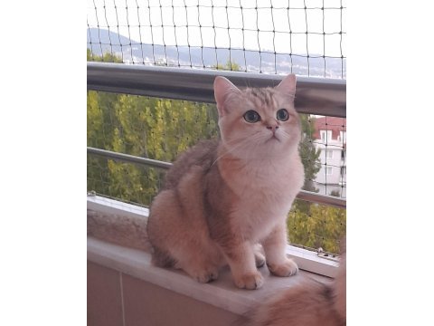 Safkan british shorthair golden 6 aylık erkek