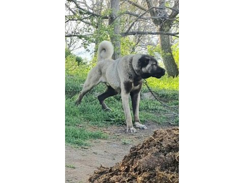 Sivasın dev şampiyonu kangal