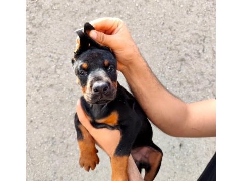 Safkan doberman köpeği