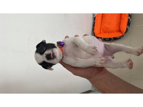 French bulldog dişi