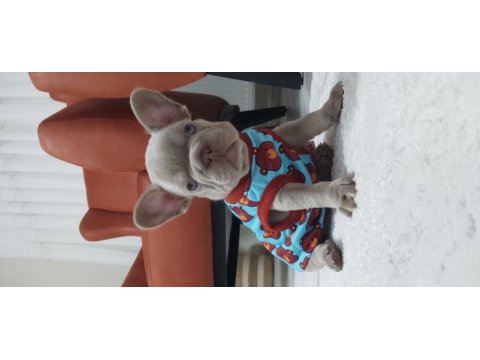 French bulldog egzotik yavrular