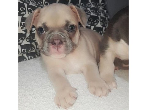Fluffy ve ısabella taşıyıcı aşılı exotic french minikler