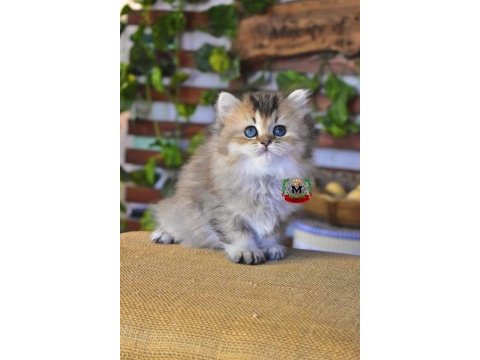 British longhair erkek