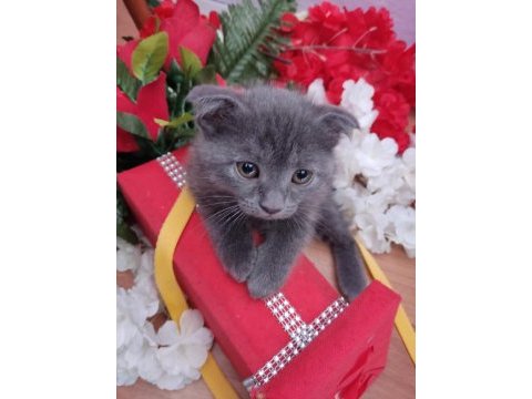 Scottish fold yavruları 3 aylık