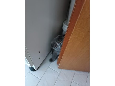 Gri scottish fold 4 aylık
