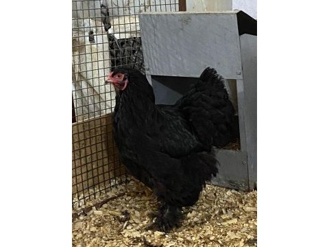 Black brahma kuluçkalık yumurta & civciv