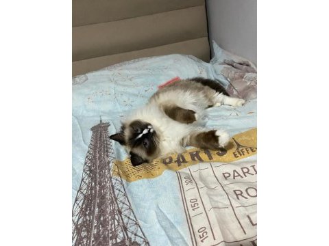 Safkan ragdoll kedimiz