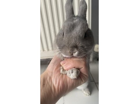 Cüce tavşan saf