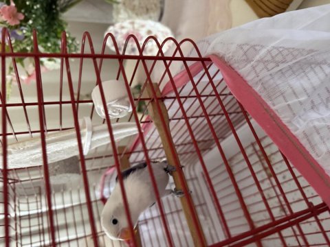 Yavru ele alışkın cennet papağanı