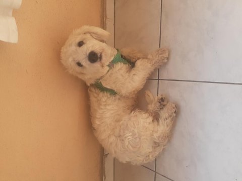 Maltipoo 7 aylık