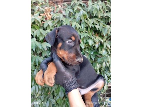 Irk ve sağlık garanti saf kan doberman yavrularımız