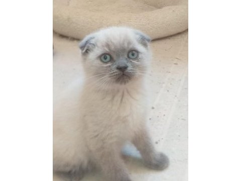 Blue point yavrular scottish fold