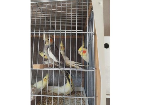 Sultan papağanı 2 aylık