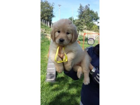 Golden retriever yavruları