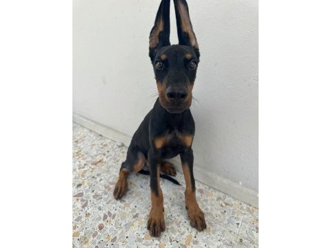 Üst kalite aşılı doberman yavrumuz