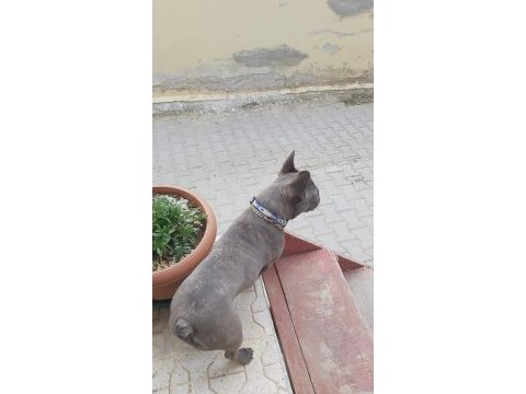 Blue brindle french bulldog