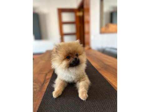 Çok yakışıklı pomeranian köpeğimiz
