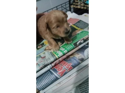 Toy poodle