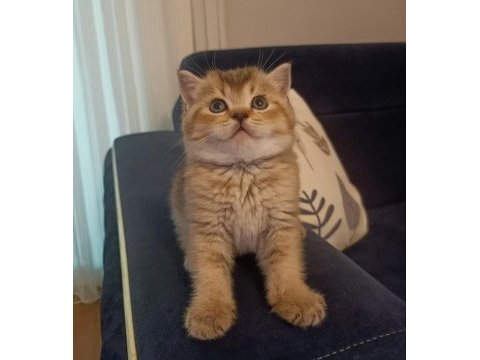 Black golden erkek british shorthair