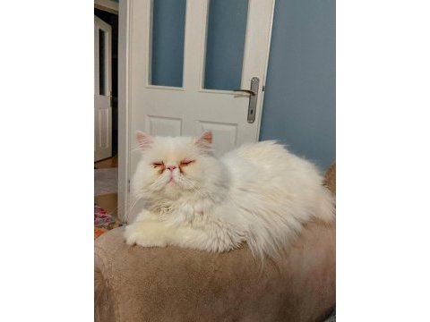 İran persian erkek sahiplendirme