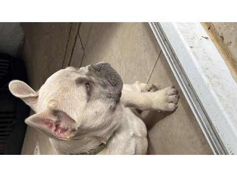 Yavru fazlalıktan french bulldog