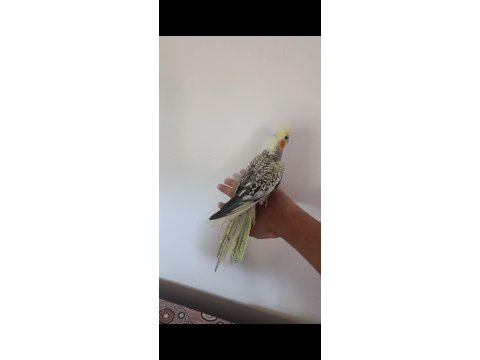 Ele kola alışkın yavru papağanlar
