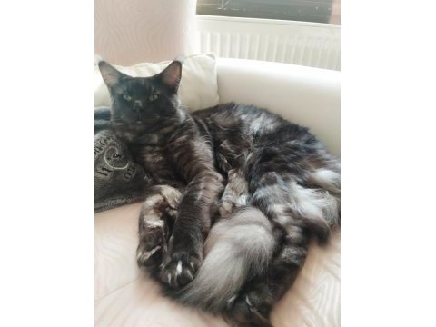 18 aylık safkan çipli erkek maine coon