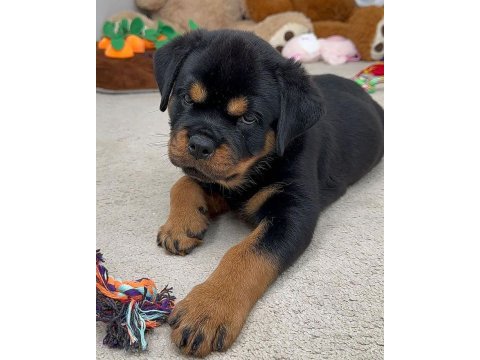 Rottweiler bebeklerimiz