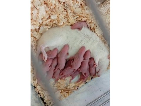 Rat bebekler