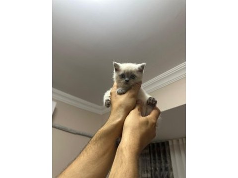 1 mayıs doğumlu british shorthair bebekler