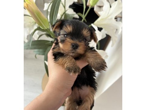 A kalite yorkshire terrier bebeklerimiz