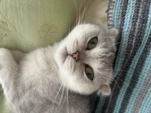 Scottish fold kehribar gözlüme yuva arıyorum