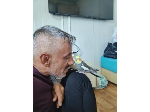 Erkek dişi sultan papağanı