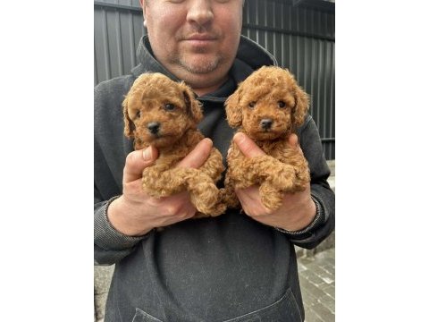 Toy poodle puppy