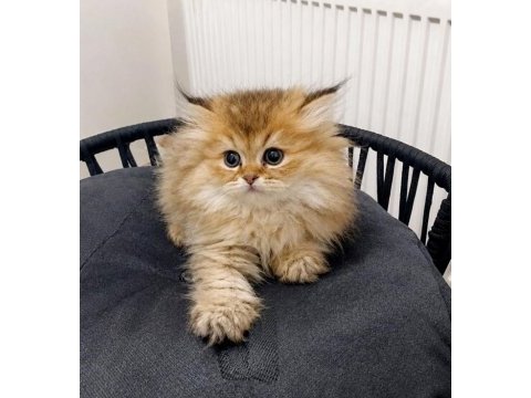 Premium güzellikte british longhair