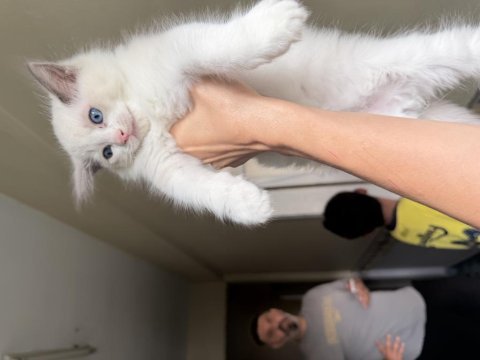 Ragdoll yavrular dişi erkek