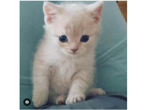 British shorthair orjinal sevimli yavru kedi lılac