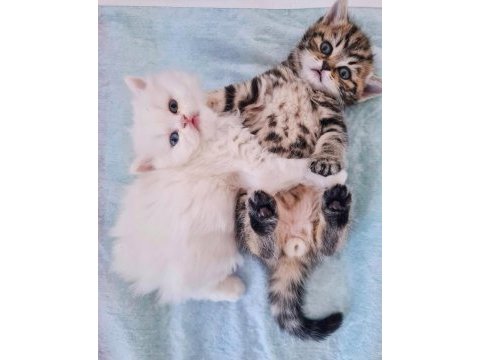 British longhair ve british shorthair yavru kedi
