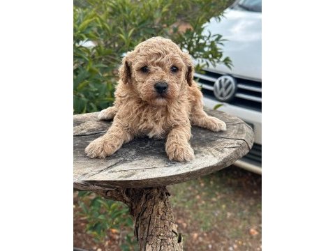 Konya içi teslim maltipoo yavrular