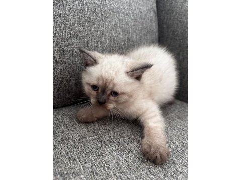British shorthair ufaklık yeni ev arıyor