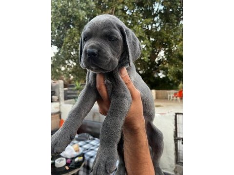 Şampiyon torunu cane corso yavrularım