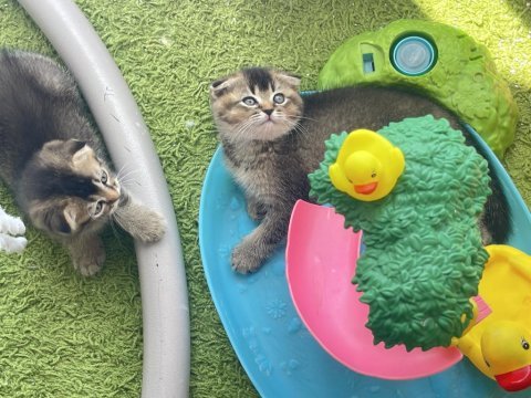 Scottish fold ve british