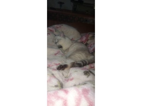 British shorthair erkek kedime eş arıyorum