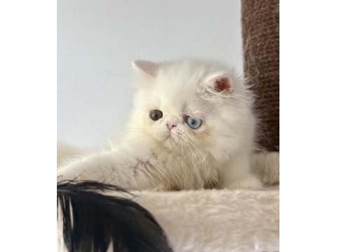 Kedimiz için arayarak bilgi alın mesajlar ciddiye alınmaz