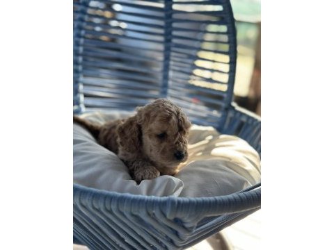 A kalite toy poodle bebekleri