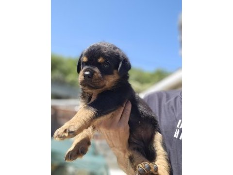 Şecereli ve şeceresiz muhteşem ırk rottweiler