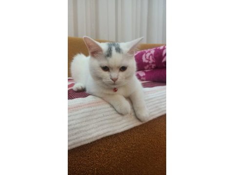 10 aylık ankara kedisi