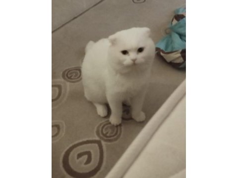 Scottish fold kedisi 7 yaşında