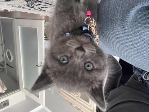 2 aylık erkek british shorthair